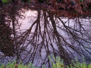 Tree reflections in Queen Elizabeth Park