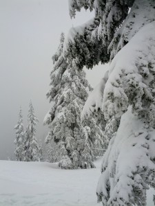 It looked like Narnia, Mt Seymour