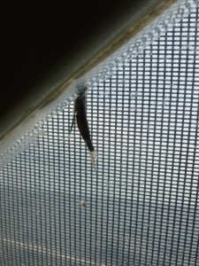 Baby flying fish (about 2cm long), stuck between window and sunscreen