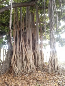 Amazing trees in Honolulu