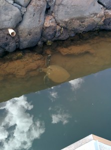 Smallish turtle, didn't manage to photograph the huge one (it was shy!)