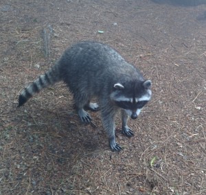 Stanley Park resident